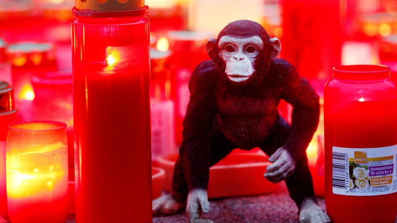 Nach dem Brand im Krefelder Zoo