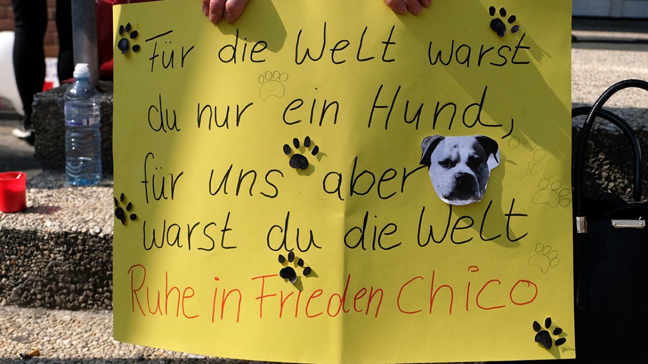 Mahnwache für Kampfhundmischling Chico